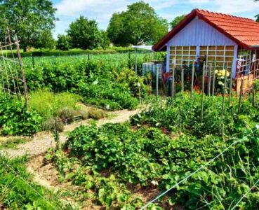 My Farm Life: Learning and Growing One Year Later Image